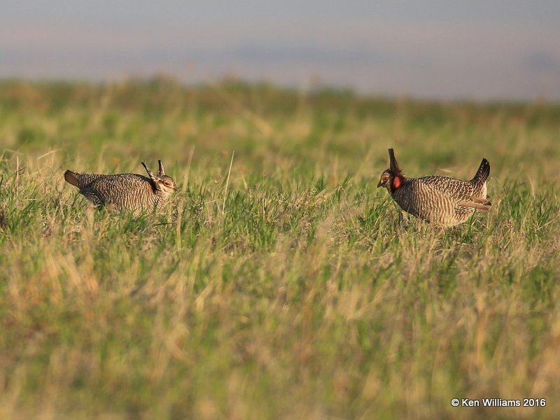 Lesser Prairie Chicken, Ellis Co, OK, 3-25-16, Jpa_48332.jpg