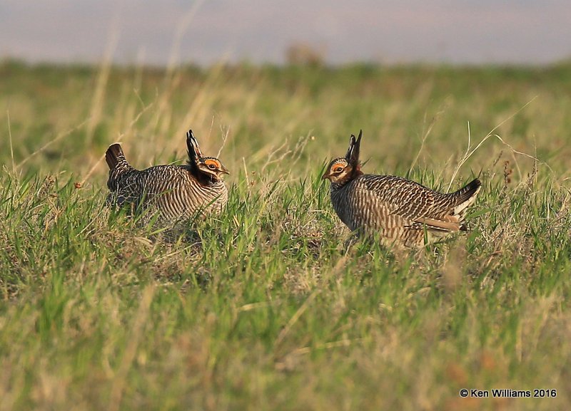 Lesser Prairie Chicken, Ellis Co, OK, 3-25-16, Jpa_48350.jpg