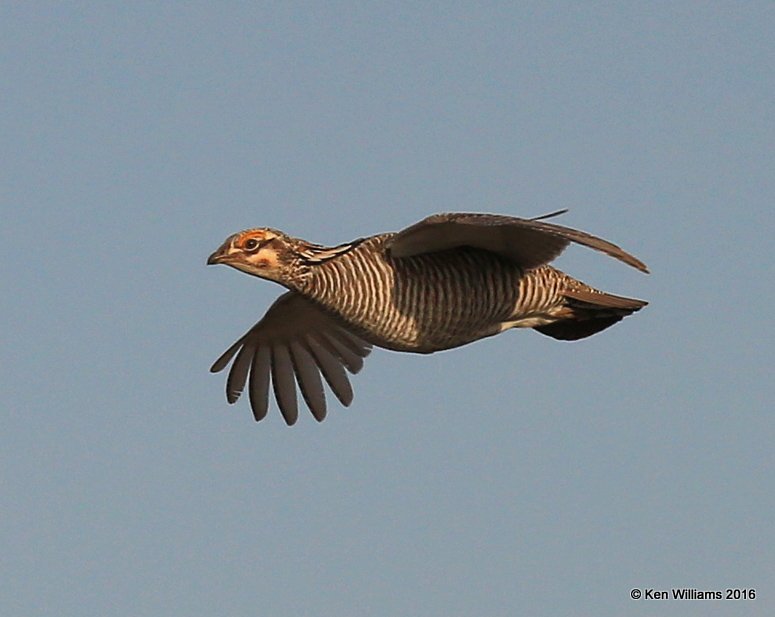 Lesser Prairie Chicken, Ellis Co, OK, 3-25-16, Jpa_48439.jpg