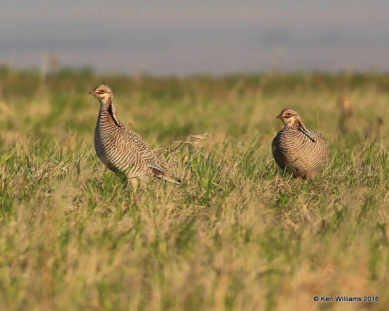 Lesser Prairie Chicken, Ellis Co, OK, 3-25-16, Jpaa_48421.jpg