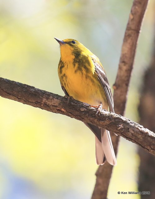 Pine Warbler, Sequoyah SP, Cherokee Co, OK, 4-3-16, Jpa_49055.jpg