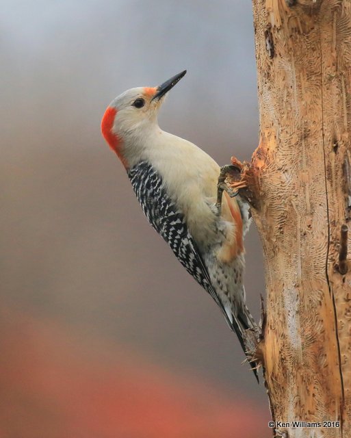 Red-bellied Woodpecker female, Rogers Co yard, OK, 3-8-16, Jpa_47818.jpg