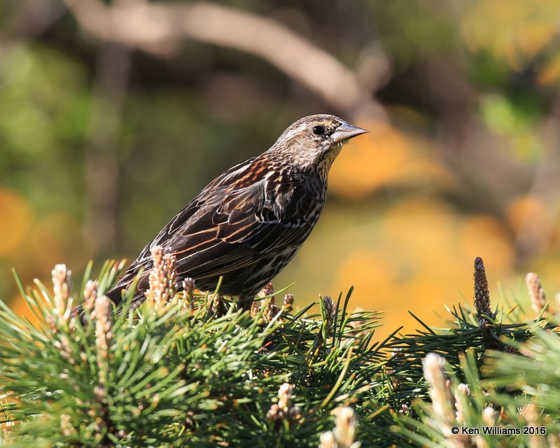 Red-winged Blackbird female, Rogers Co yard, OK, 4-2-16, Jpa_48850.jpg