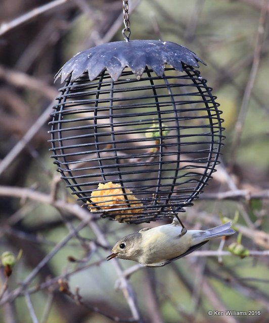 Ruby-crowned Kinglet, Rogers Co yard, OK, 3-11-16, Jpa_47875.jpg