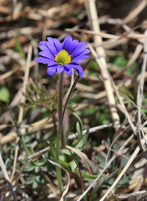 Purple Wind Flower, Pawnee Co, OK, 3-25-16, Jpa_48515.jpg