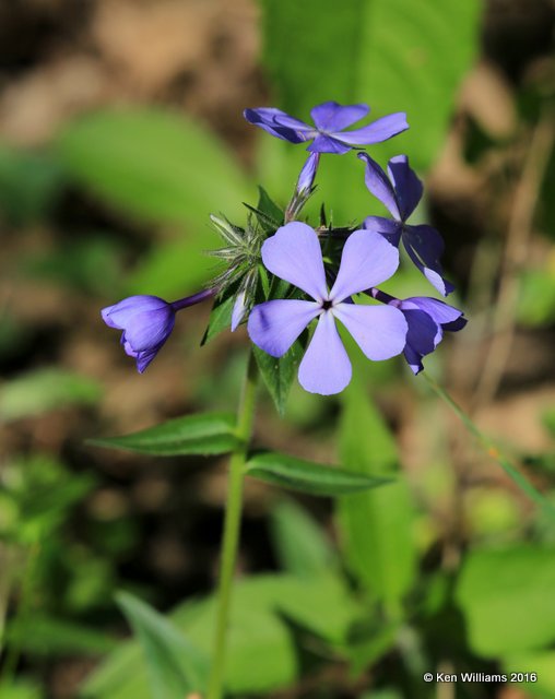 Woodland Phlox, Mohawk Park, Tulsa Co, OK, 4-4-16 Jpa_49158.jpg