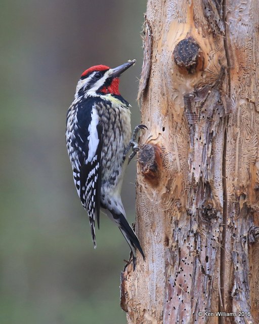 Yellow-bellied Sapsucker male, Rogers Co yard, OK, 3-7-16, Jpa_47802.jpg