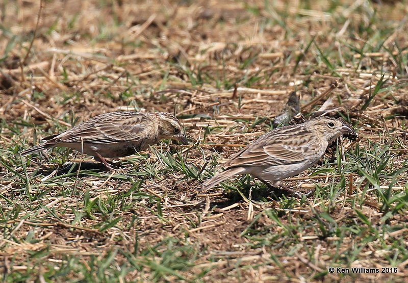 Chestnut-collared Longspur nonbreeding, Pawnee Co, OK, 3-25-16, Jpa_48713.jpg