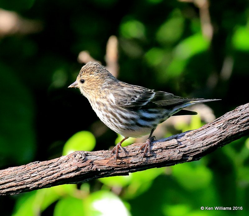 Pine Siskin, Rogers Co, OK, 4-22-16, Jpa_50308.jpg