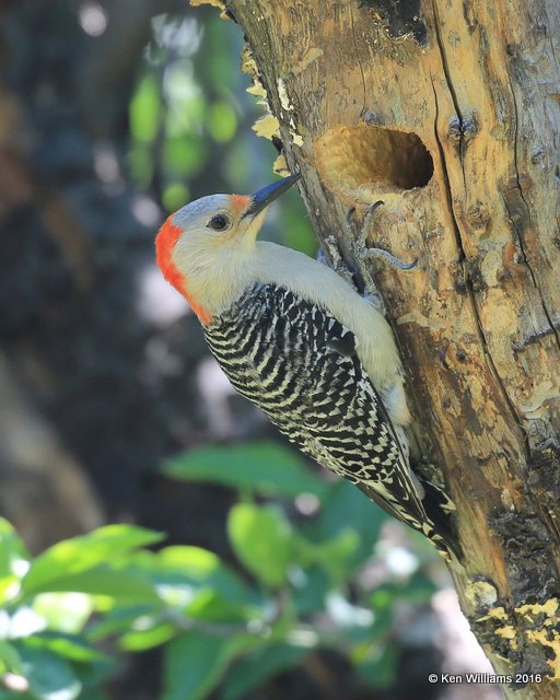 Red-bellied Woodpecker female, Rogers Co, OK, 4-23-16, Jpa_50407.jpg