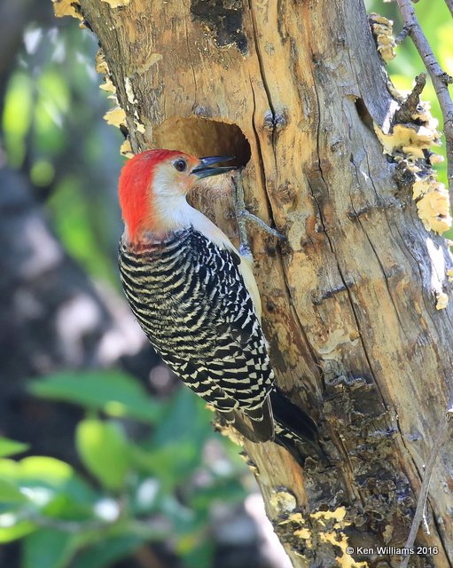 Red-bellied Woodpecker male, Rogers Co, OK, 4-23-16, Jpa_50421.jpg