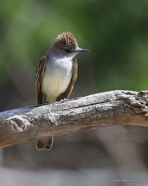 Ash-throated Flycatcher, Cimarron Co, OK, 5-11-16, Jpa_16162.jpg