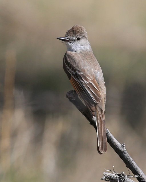 Ash-throated Flycatcher, Cimarron Co, OK, 5-11-16, Jpa_16178.jpg