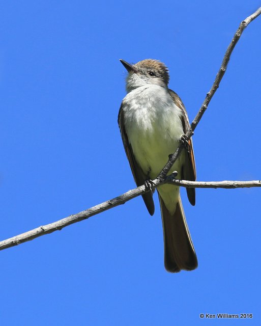Ash-throated Flycatcher, Cimarron Co, OK, 5-12-16, Jpa_53282.jpg