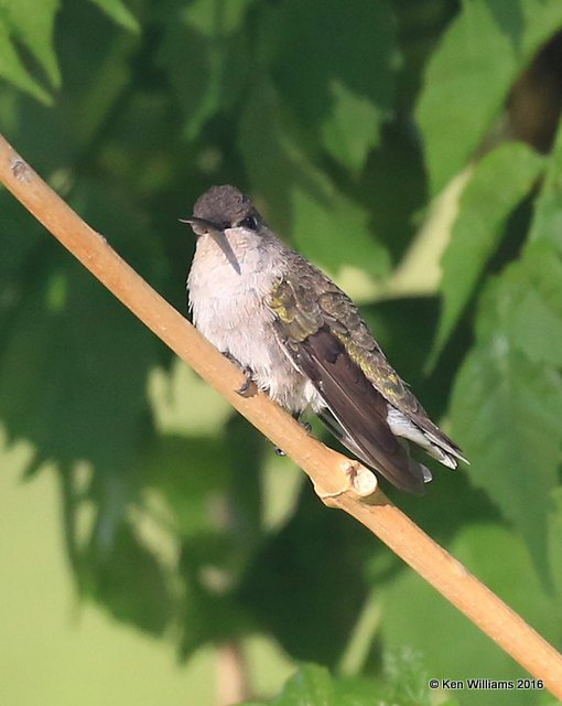 Black-chinned Hummingbird female, Cimarron Co, OK, 5-10-16, Jpa_15355.jpg