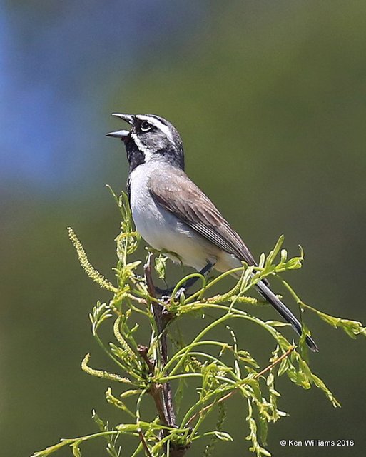 Black-throated Sparrow, Cimarron Co, OK, 5-10-16, Jpa_15547.jpg