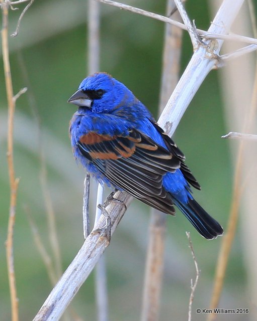 Blue Grosbeak male, Cimarron Co, OK, 5-10-16, Jpa_15296.jpg