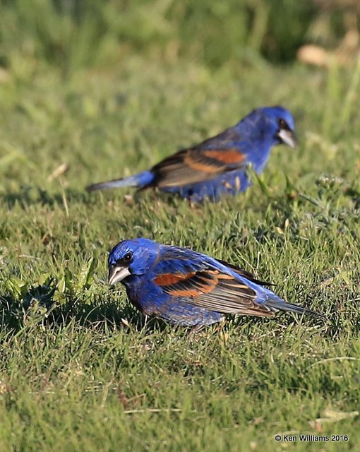 Blue Grosbeak, Cimmaron Co, OK, 5-9-16, Jpa_1876.jpg