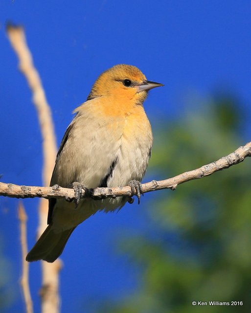 Bullock's Oriole female, Cimarron Co, OK, 5-10-16, Jpa_15316.jpg