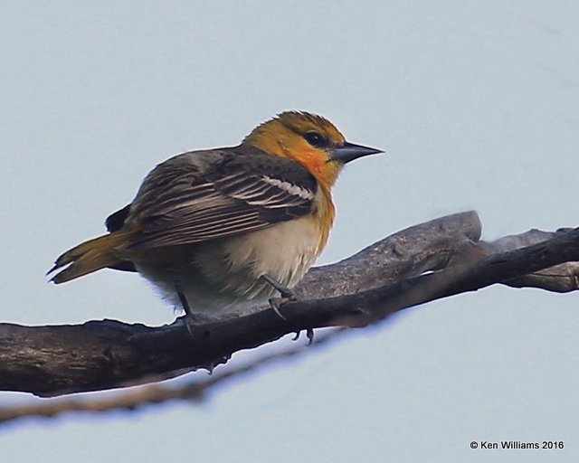 Bullock's Oriole female, Cimarron Co, OK, 5-12-16, Jp2a_53107.jpg