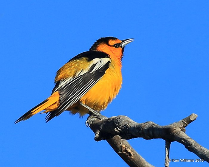 Bullock's Oriole male, Cimarron Co, OK, 5-12-16, Jpa_53210.jpg