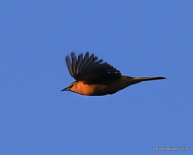 Bullock's Oriole male, Salt Plains NWR, Alfalfa Co, OK, 5-12-16, Jpa_15311.jpg