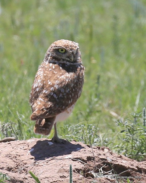 Burrowing Owl, Cimarron Co, OK, 5-12-16, Jpa_53293.jpg