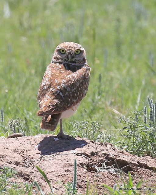 Burrowing Owl, Cimarron Co, OK, 5-12-16, Jpa_53297.jpg