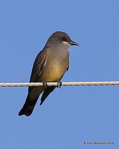 Cassin's Kingbird, Cimarron Co, OK, 5-10-16, Jpa_15830.jpg