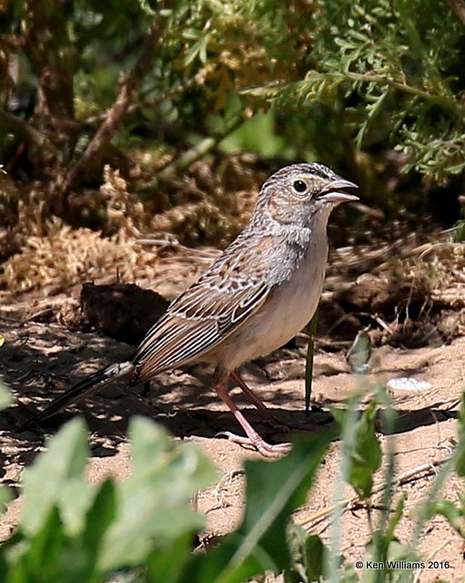 Cassin's Sparrow, Cimarron Co, OK, 5-10-16, Jpa_15648.jpg