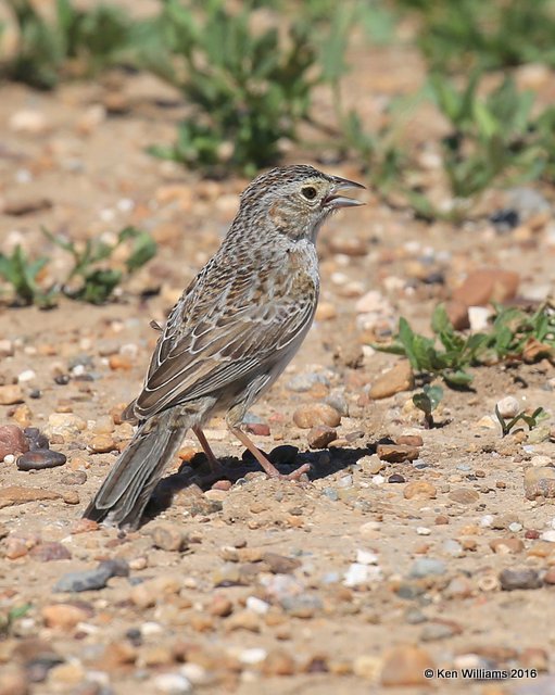 Cassin's Sparrow, Cimarron Co, OK, 5-10-16, Jpa_15681.jpg