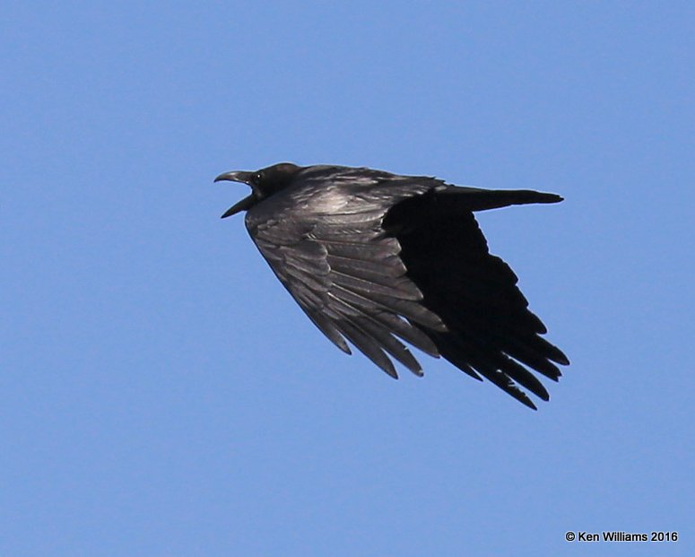 Common Raven, Cimarron Co, OK, 5-10-16, Jpa_15483.jpg