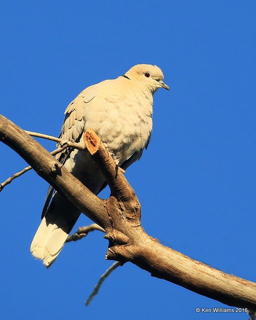 Eurasian Collared Dove, Cimarron Co, OK, 5-12-16, Jpa_53125.jpg