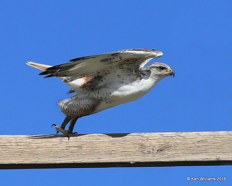 Ferruginous Hawk, Cimarron Co, OK, 5-10-16, Jpa_15762.jpg