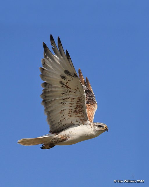 Ferruginous Hawk, Cimarron Co, OK, 5-10-16, Jpa_15764.jpg