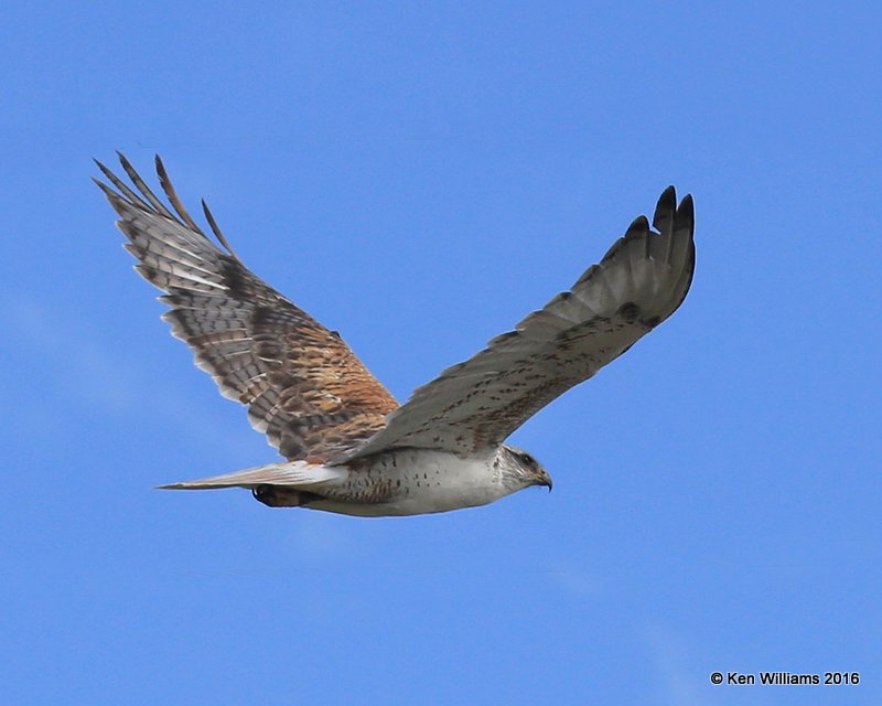Ferruginous Hawk, Cimarron Co, OK, 5-10-16, Jpa_15781.jpg