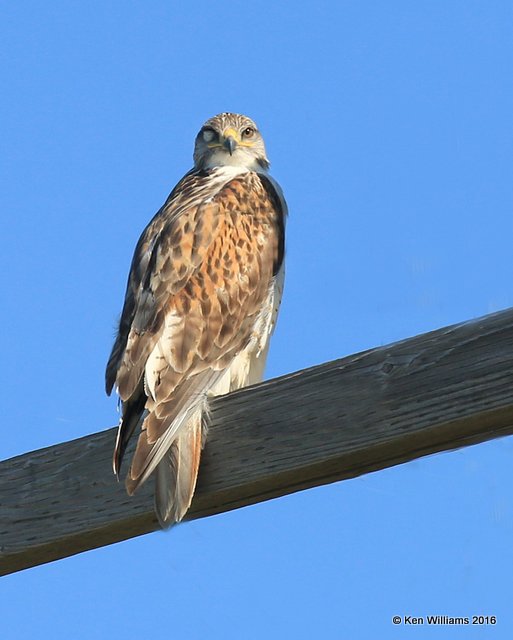 Ferruginous Hawk, Cimmaron Co, OK, 5-9-16, Jpa_1736.jpg