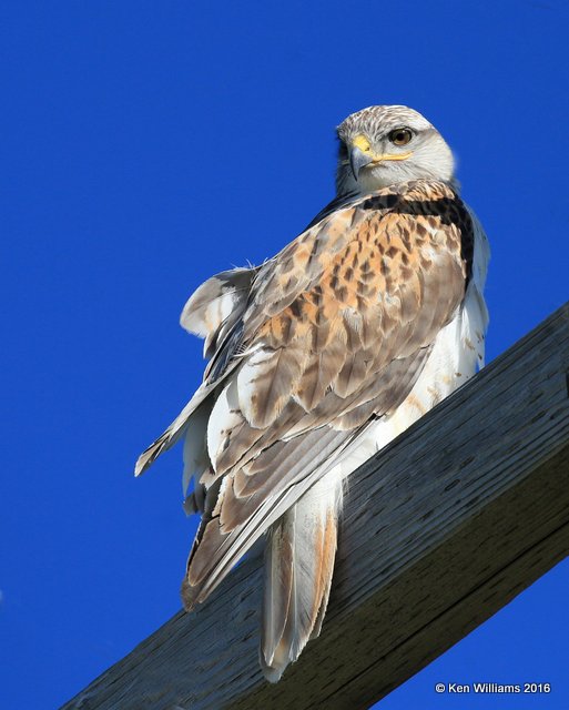 Ferruginous Hawk, Cimmaron Co, OK, 5-9-16, Jpa_1774.jpg