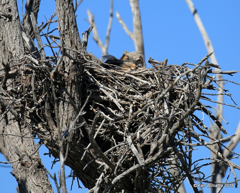 Great Horned Owl chick, Cimmaron Co, OK, 5-9-16, Jpa_1669.jpg