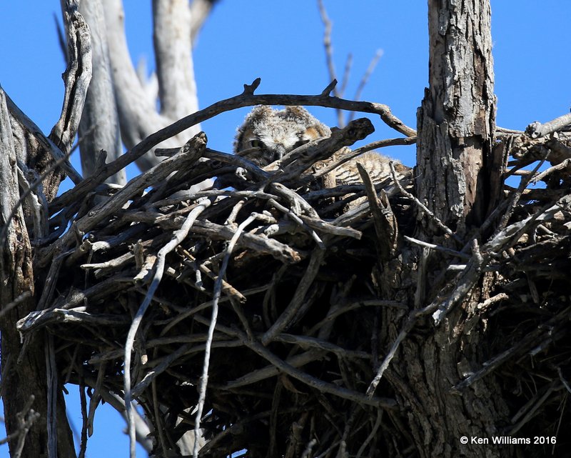 Great Horned Owl chick, Cimmaron Co, OK, 5-9-16, Jpa_1674.jpg