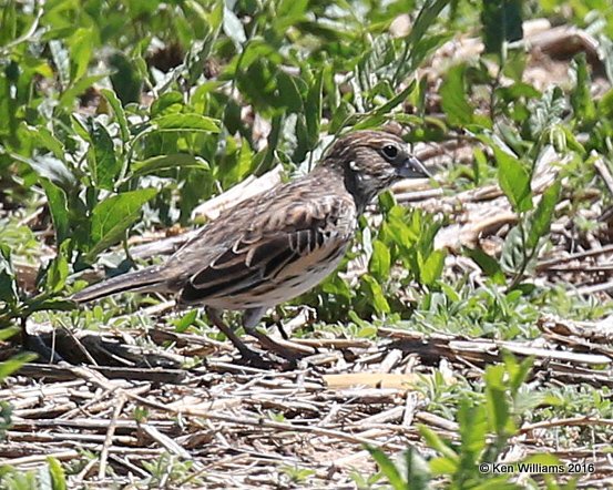 Lark Bunting female, Cimarron Co, OK, 5-11-16, Jpa_16327.jpg
