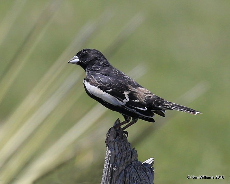Lark Bunting male, Cimarron Co, OK, 5-10-16, Jpa_15560.jpg