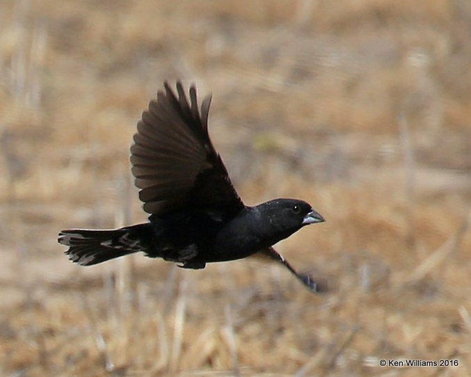 Lark Bunting male, Cimarron Co, OK, 5-10-16, Jpa_15696.jpg