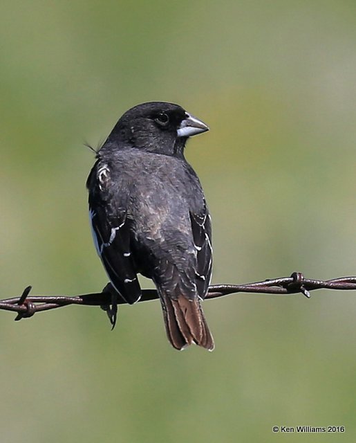 Lark Bunting male, Cimarron Co, OK, 5-10-16, Jpa_15720.jpg