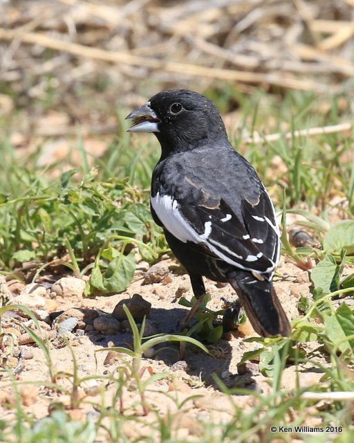 Lark Bunting male, Cimarron Co, OK, 5-11-16, Jpa_16314.jpg