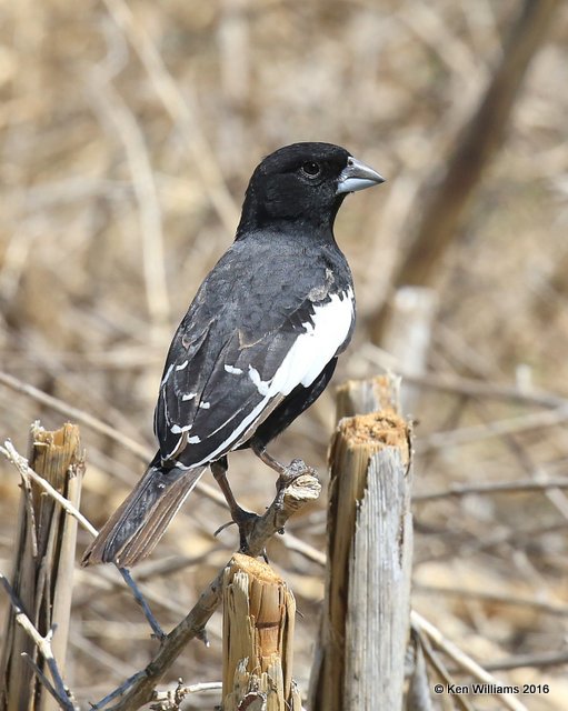 Lark Bunting male, Cimarron Co, OK, 5-11-16, Jpa_16317.jpg