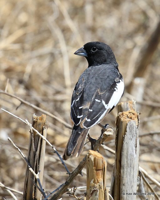 Lark Bunting male, Cimarron Co, OK, 5-11-16, Jpa_16320.jpg