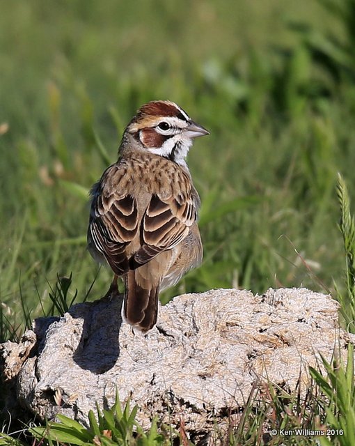 Lark Sparrow, Cimarron Co, OK, 5-10-16, Jpa_15377.jpg