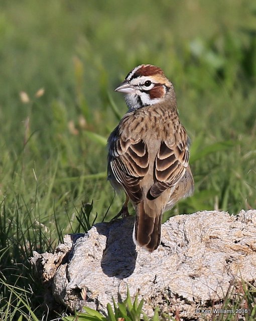 Lark Sparrow, Cimarron Co, OK, 5-10-16, Jpa_15378.jpg