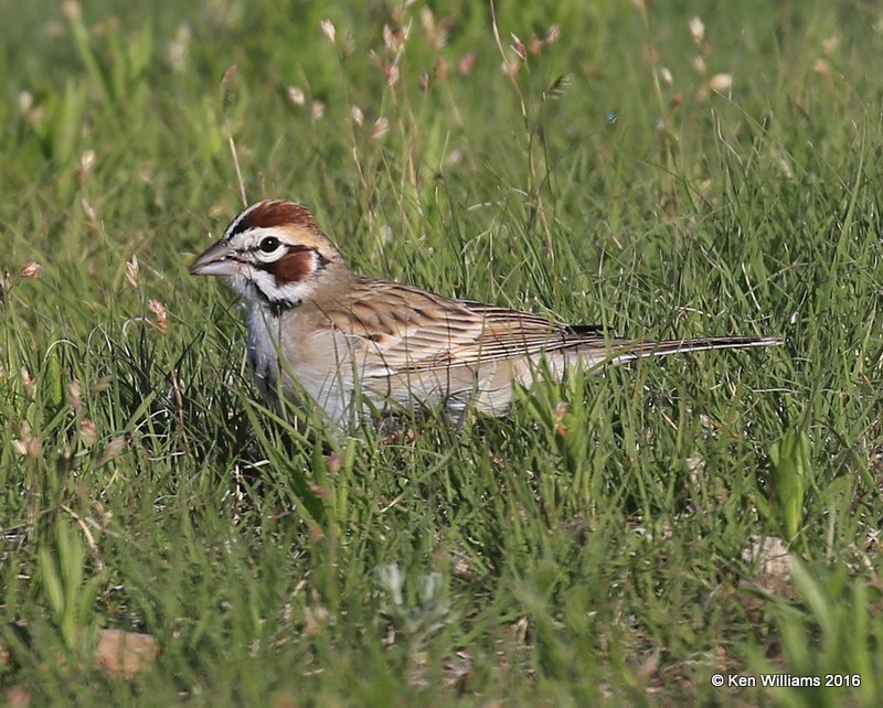 Lark Sparrow, Cimarron Co, OK, 5-10-16, Jpa_15381.jpg